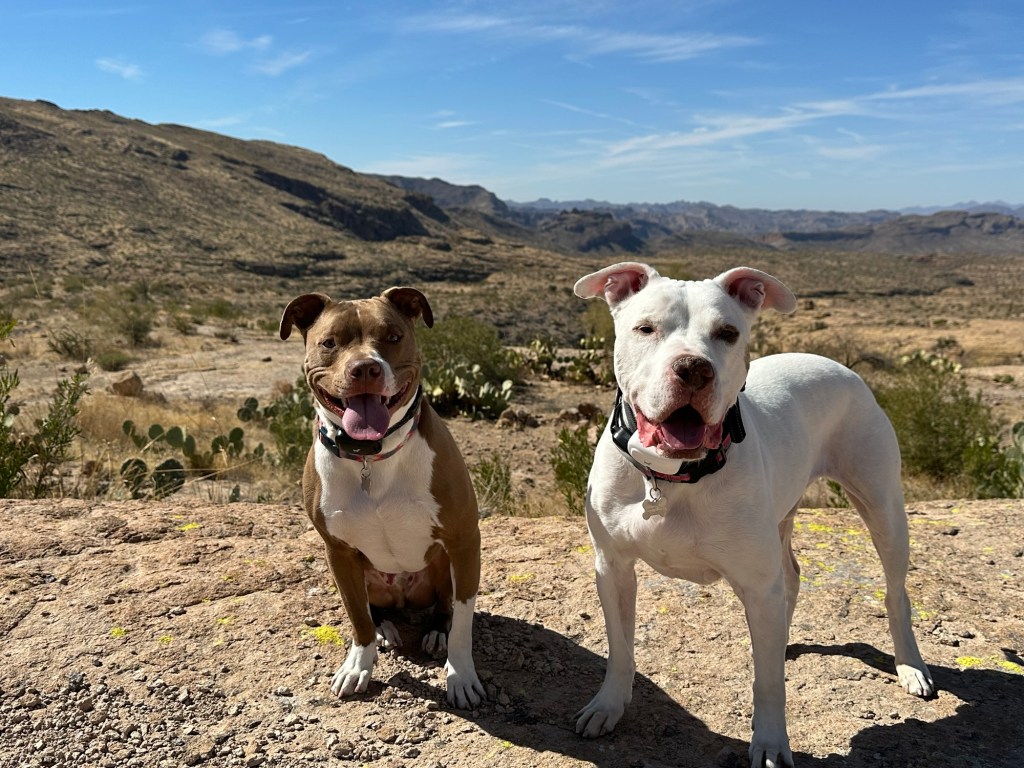 Marcel and Peter in Tonto National Forest in Chandler, Arizona. Picture by Happy Vegan Campers.