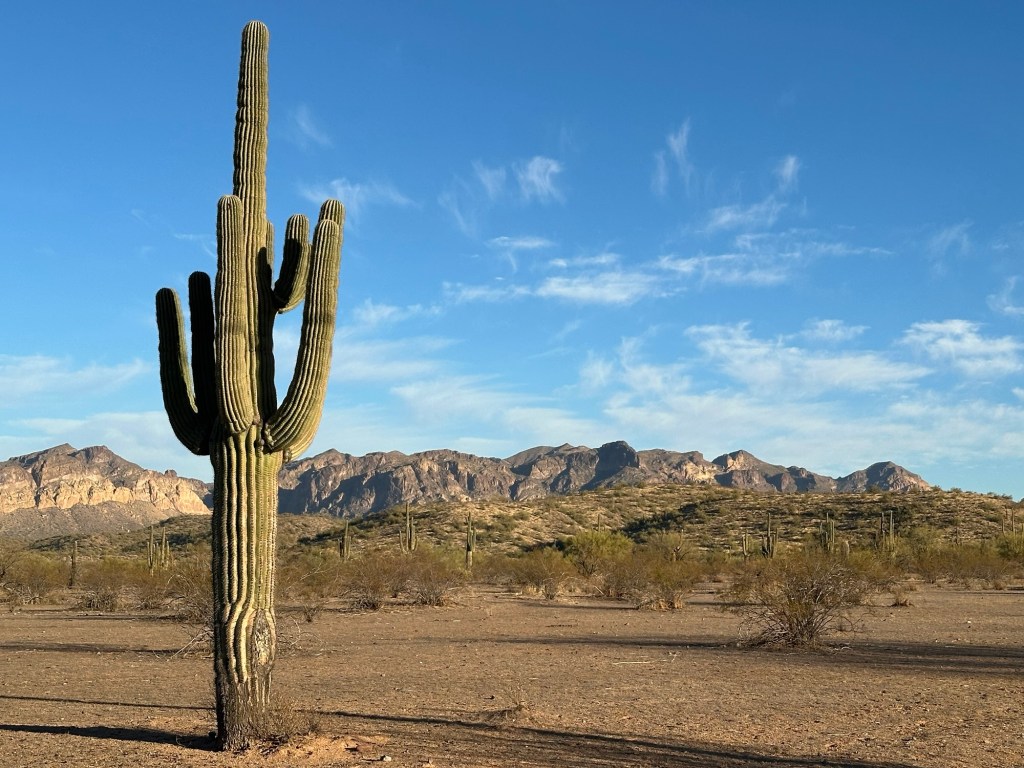 Salt River area in Tonto National Forest. Picture by Happy Vegan Campers.