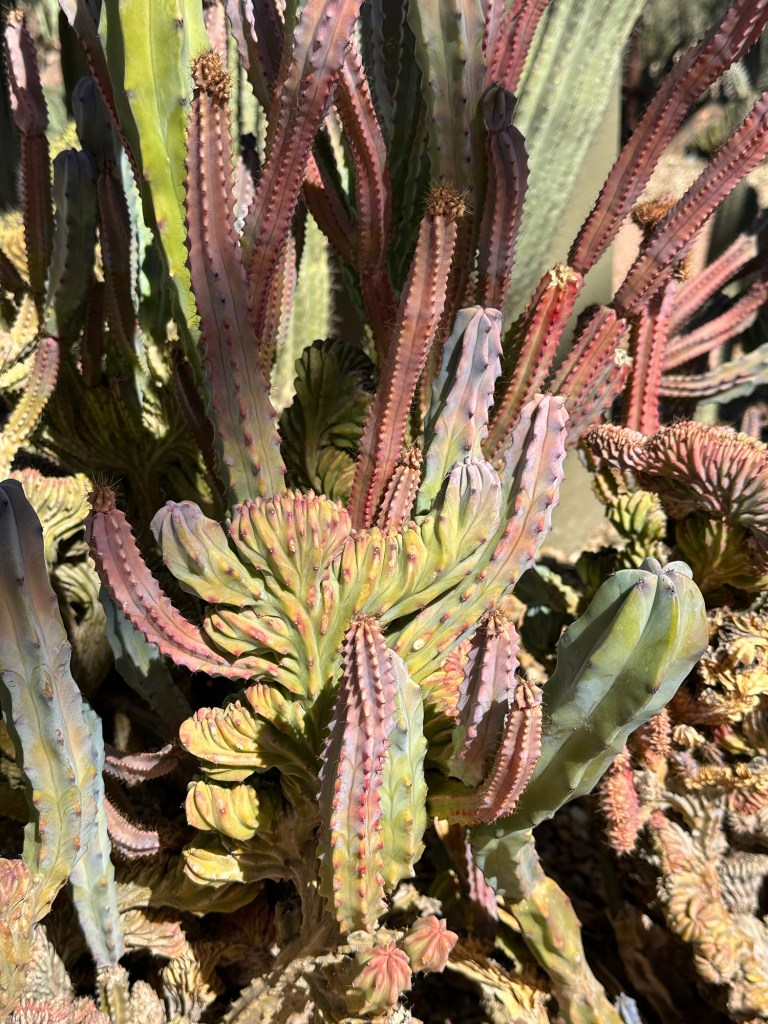 Desert Botanical Garden in Phoenix, Arizona. Picture by Happy Vegan Campers.