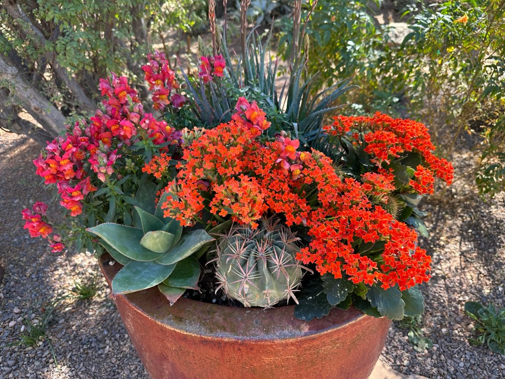 Desert Botanical Garden in Phoenix, Arizona. Picture by Happy Vegan Campers.