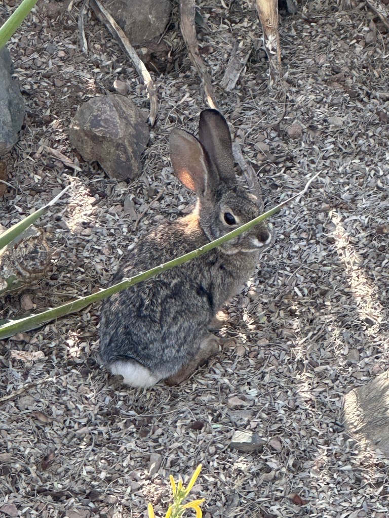 Desert Botanical Garden in Phoenix, Arizona. Picture by Happy Vegan Campers.