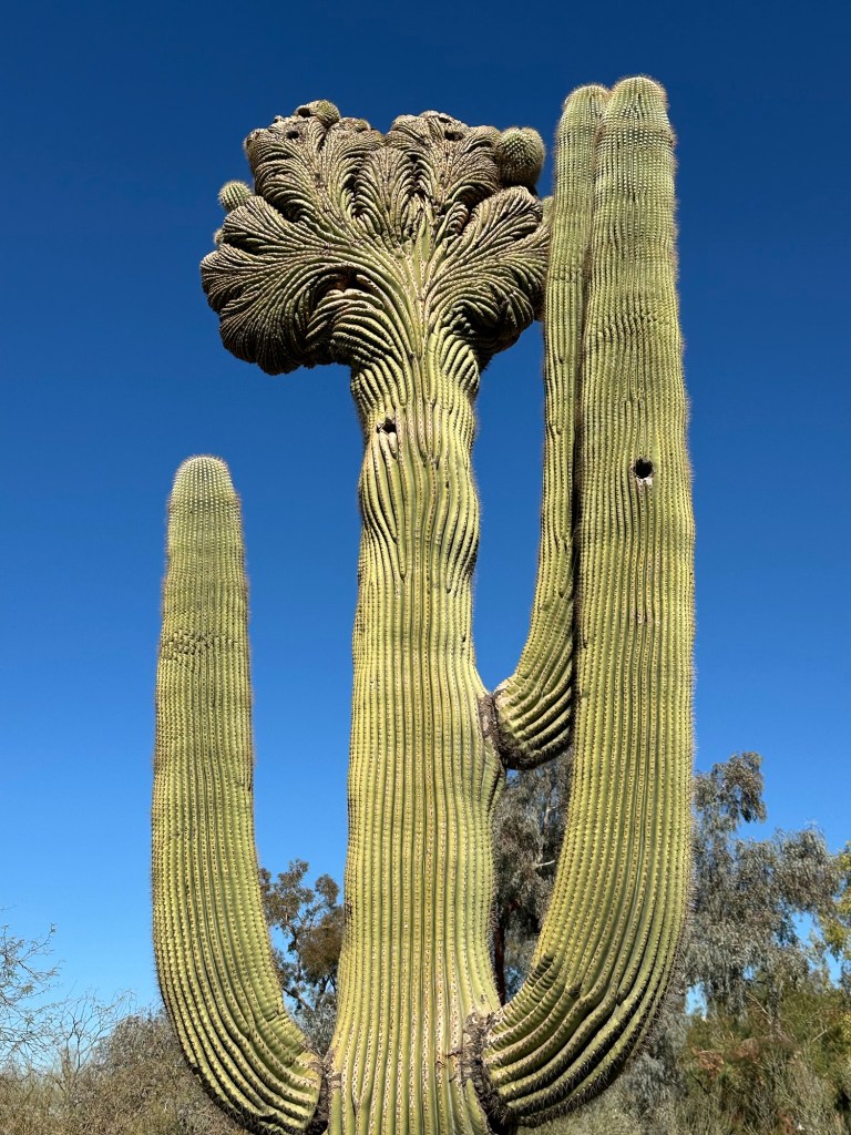 Desert Botanical Garden in Phoenix, Arizona. Picture by Happy Vegan Campers.