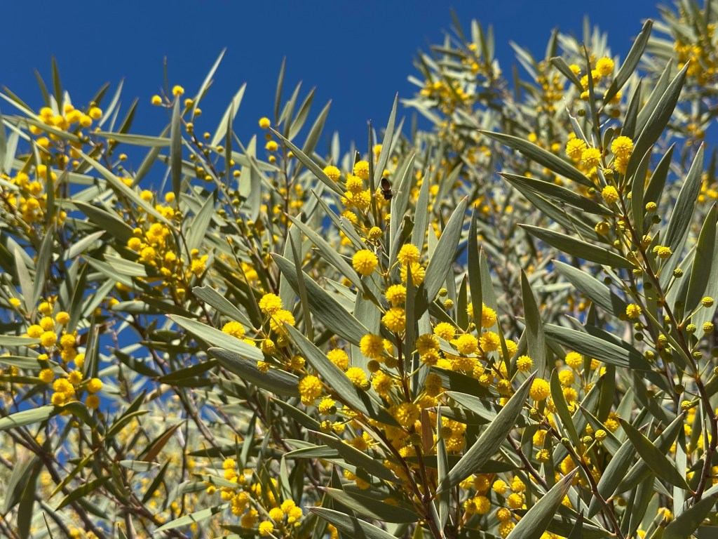 Desert Botanical Garden in Phoenix, Arizona. Picture by Happy Vegan Campers.