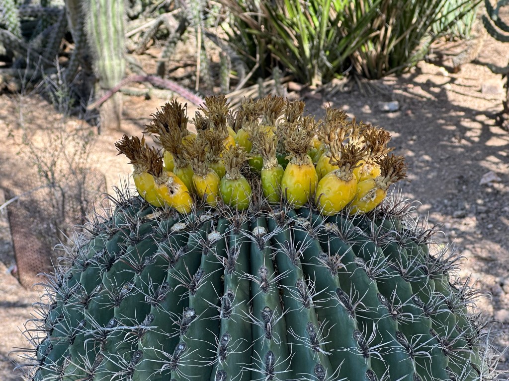 Desert Botanical Garden in Phoenix, Arizona. Picture by Happy Vegan Campers.