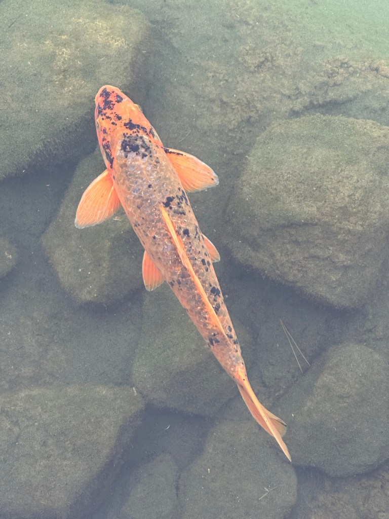 Koi fish at Japanese Friendship Garden in Phoenix, Arizona. Picture by Happy Vegan Campers.