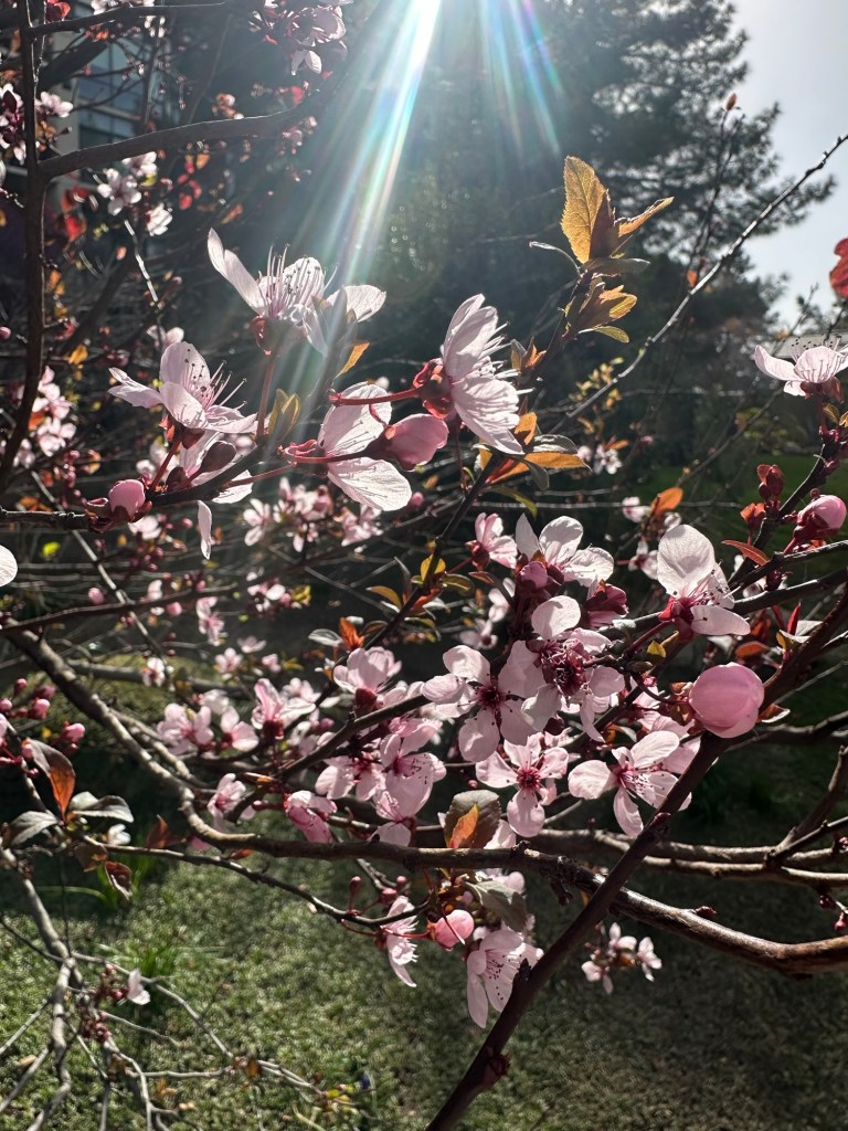 Japanese Friendship Garden in Phoenix, Arizona. Picture by Happy Vegan Campers.