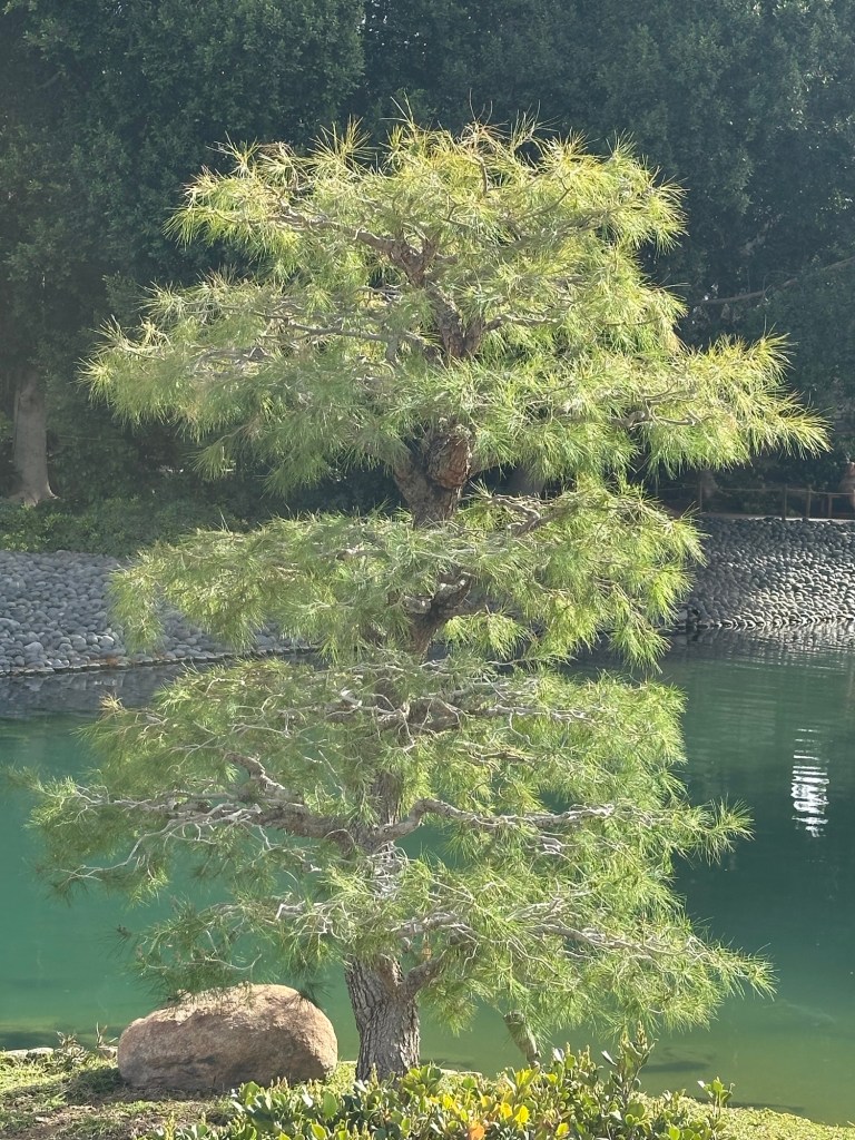 Japanese Friendship Garden in Phoenix, Arizona. Picture by Happy Vegan Campers.