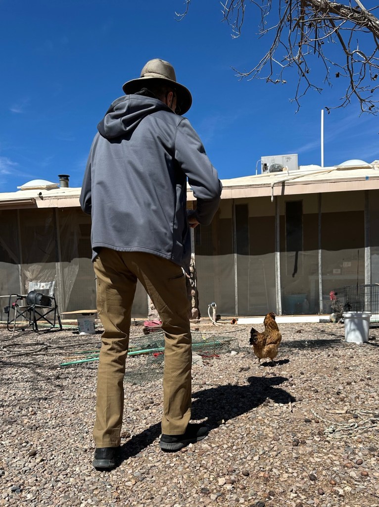 Chickens at campground in Deming, New Mexico. Picture by Happy Vegan Campers.