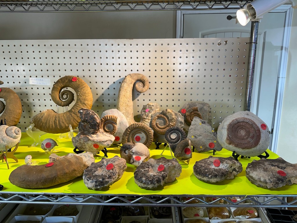 Fossils at Hatch Gems & Giftshop in Hatch, New Mexico. Picture by Happy Vegan Campers.