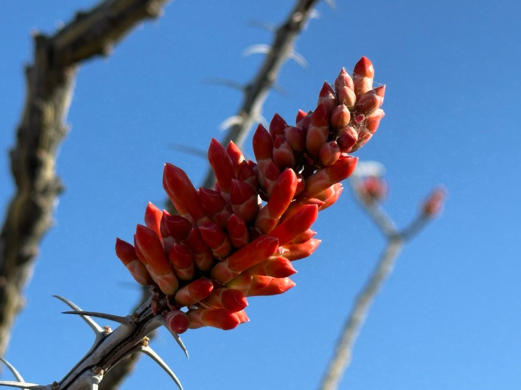 Desert flowers in Ajo, Arizona. Picture by Happy Vegan Campers.