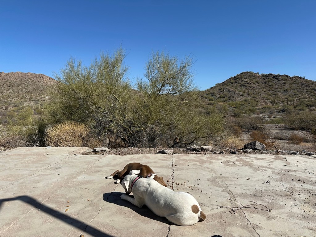 Peter and Marcel in the desert in Ajo, Arizona. Picture by Happy Vegan Campers.