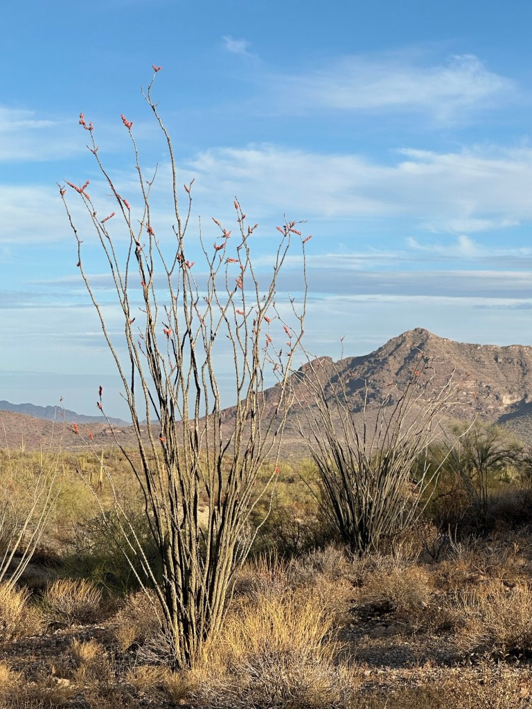 Flowers in BLM desert in Ajo, Arizona. Picture by Happy Vegan Campers.