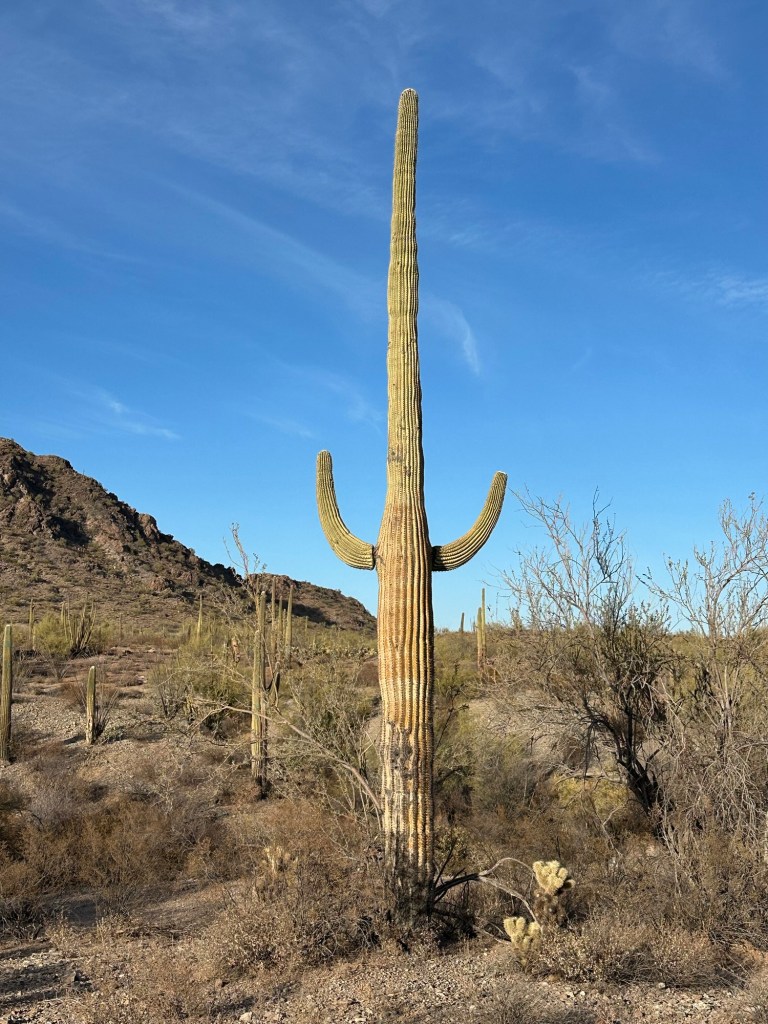 Saguaro cactus in Ajo, Arizona. Picture by Happy Vegan Campers.
