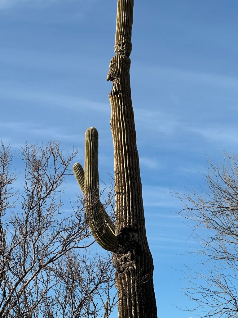 Saguaro cactus in Ajo, Arizona. Picture by Happy Vegan Campers.