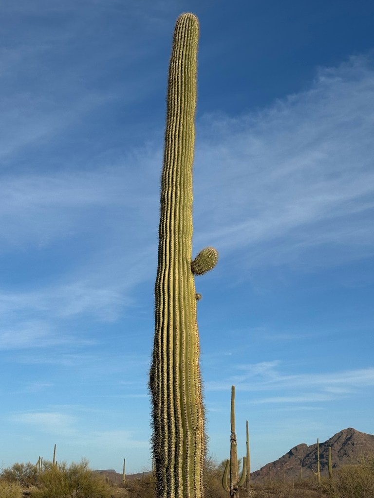 Saguaro cactus in Ajo, Arizona. Picture by Happy Vegan Campers.