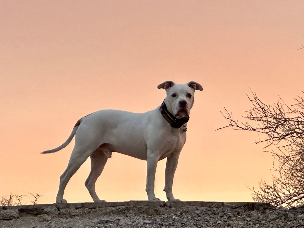 Peter in a desert in Arizona. Picture by Happy Vegan Campers.