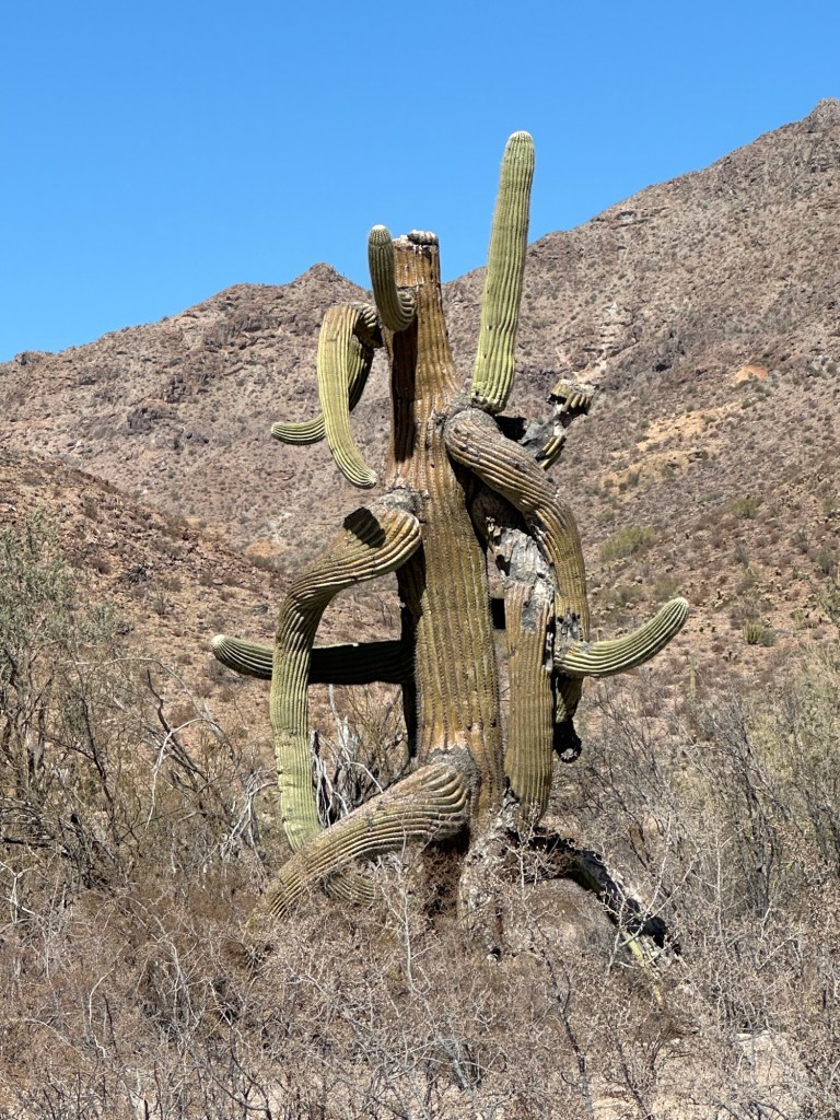 Cactus near El Camino Del Diablo in Ajo, Arizona. Picture by Happy Vegan Campers.