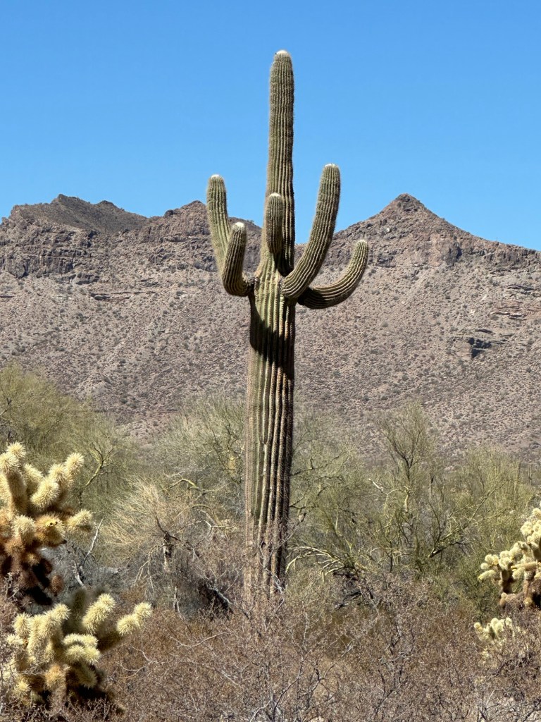View from El Camino Del Diablo in Ajo, Arizona. Picture by Happy Vegan Campers.