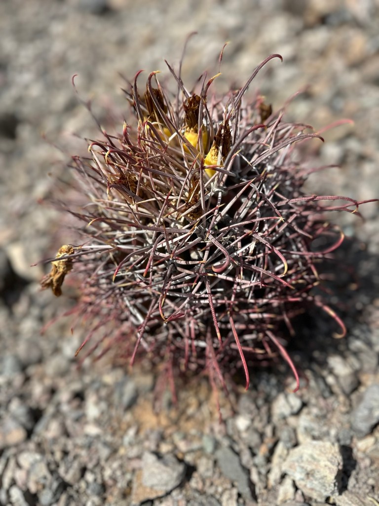 Cactus on BLM land in Ajo, Arizona. Picture by Happy Vegan Campers.