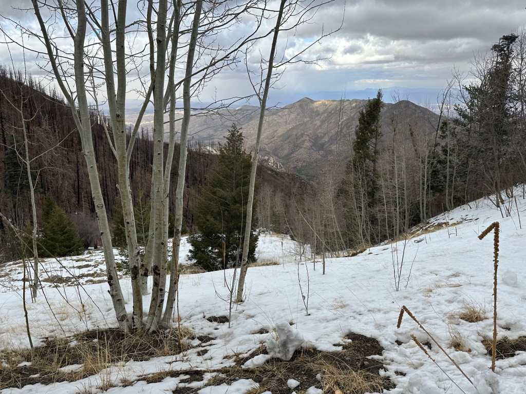 Snow on Mt. Lemmon, Arizona. Picture by Happy Vegan Campers.