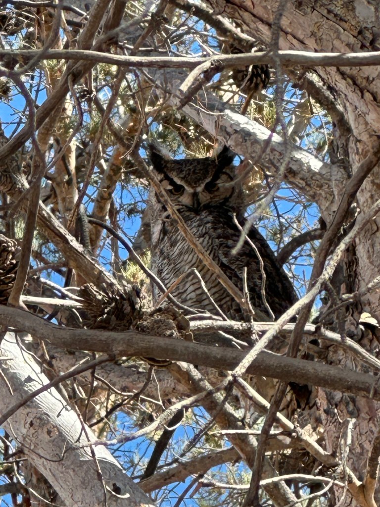 Great Horned Owl in Deming, New Mexico. Picture by Happy Vegan Campers.