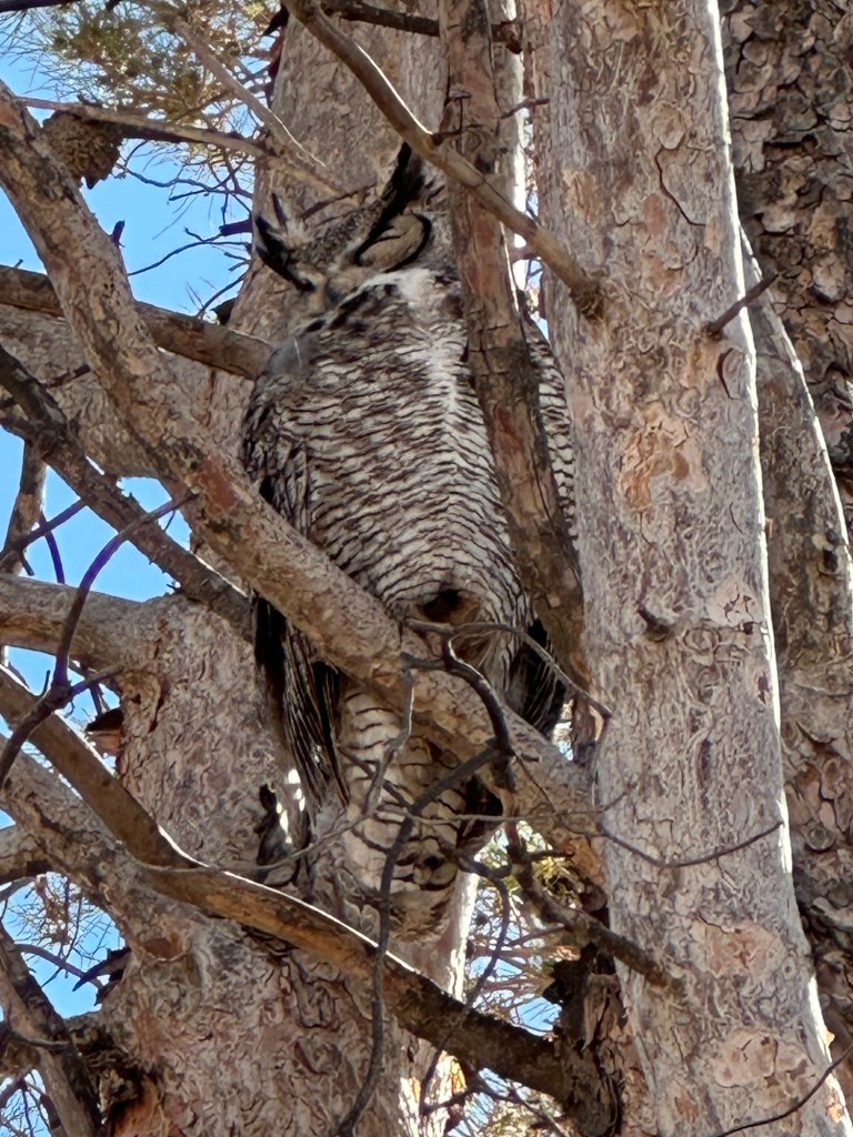 Great Horned Owl in Deming, New Mexico. Picture by Happy Vegan Campers.