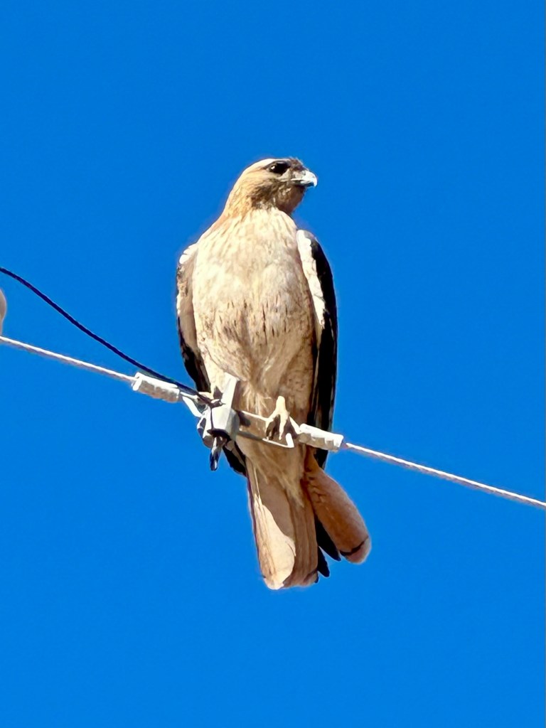 Bird near Florida Mountains in Deming, New Mexico. Picture by Happy Vegan Campers.