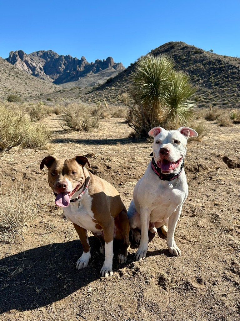 Marcel and Peter at Florida Mountains in Deming, New Mexico. Picture by Happy Vegan Campers.