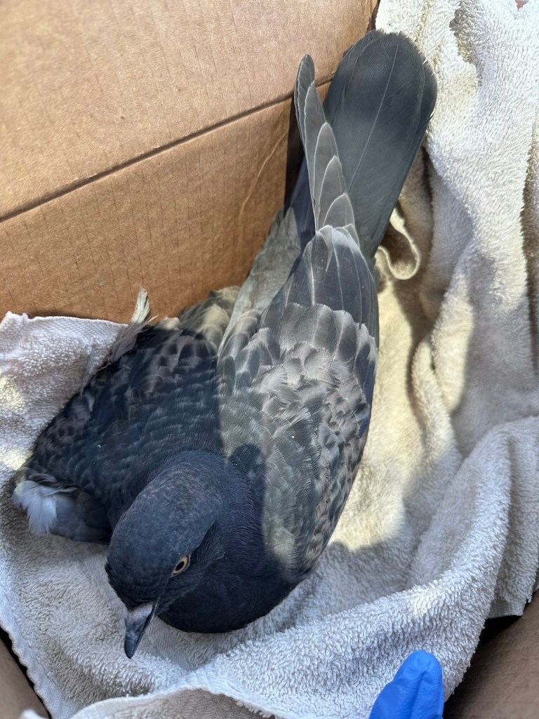 Injured pigeon. Picture by Happy Vegan Campers.