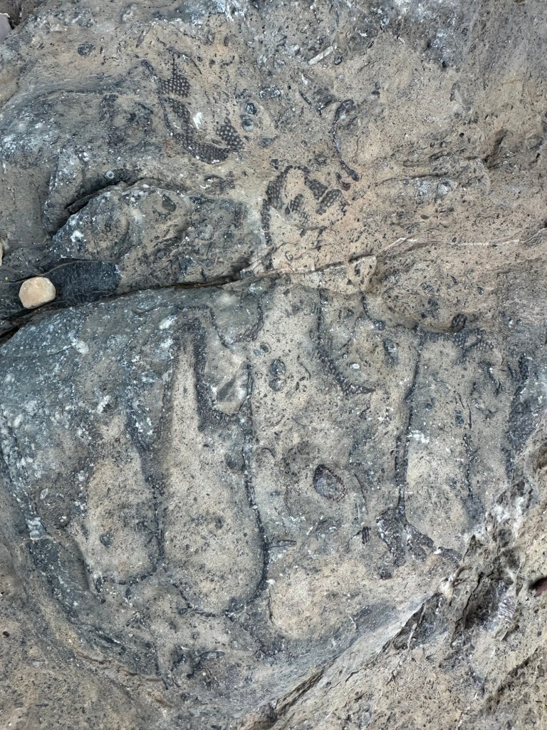Prehistoric Trackways National Monument in Las Cruces, New Mexico. Picture by Happy Vegan Campers.
