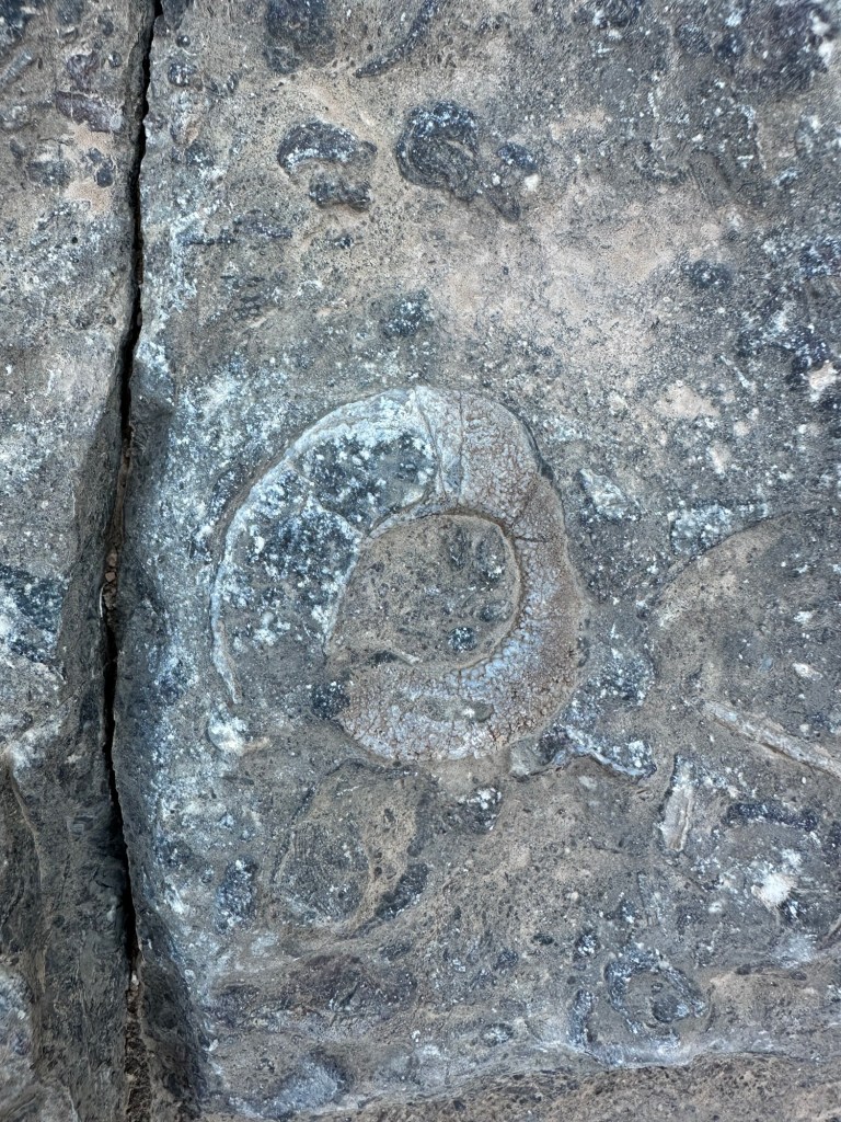 Prehistoric Trackways National Monument in Las Cruces, New Mexico. Picture by Happy Vegan Campers.