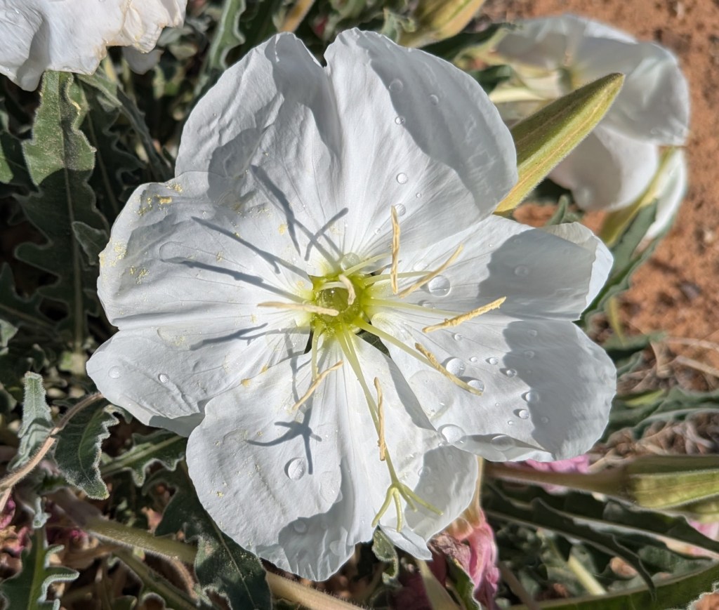 Evening Primrose in Page, Arizona. Picture by Happy Vegan Campers.