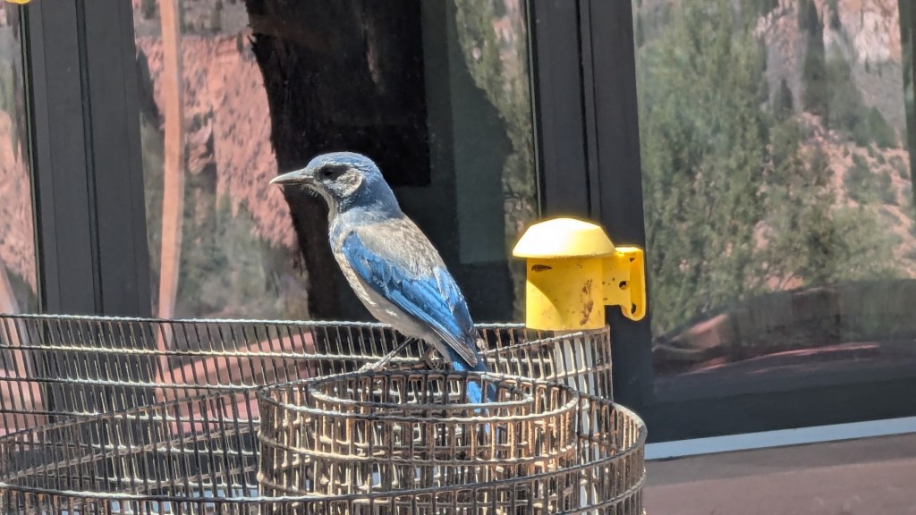Bird on deck at Angel Village Cafe in Kanab, Utah. Picture by Happy Vegan Campers.