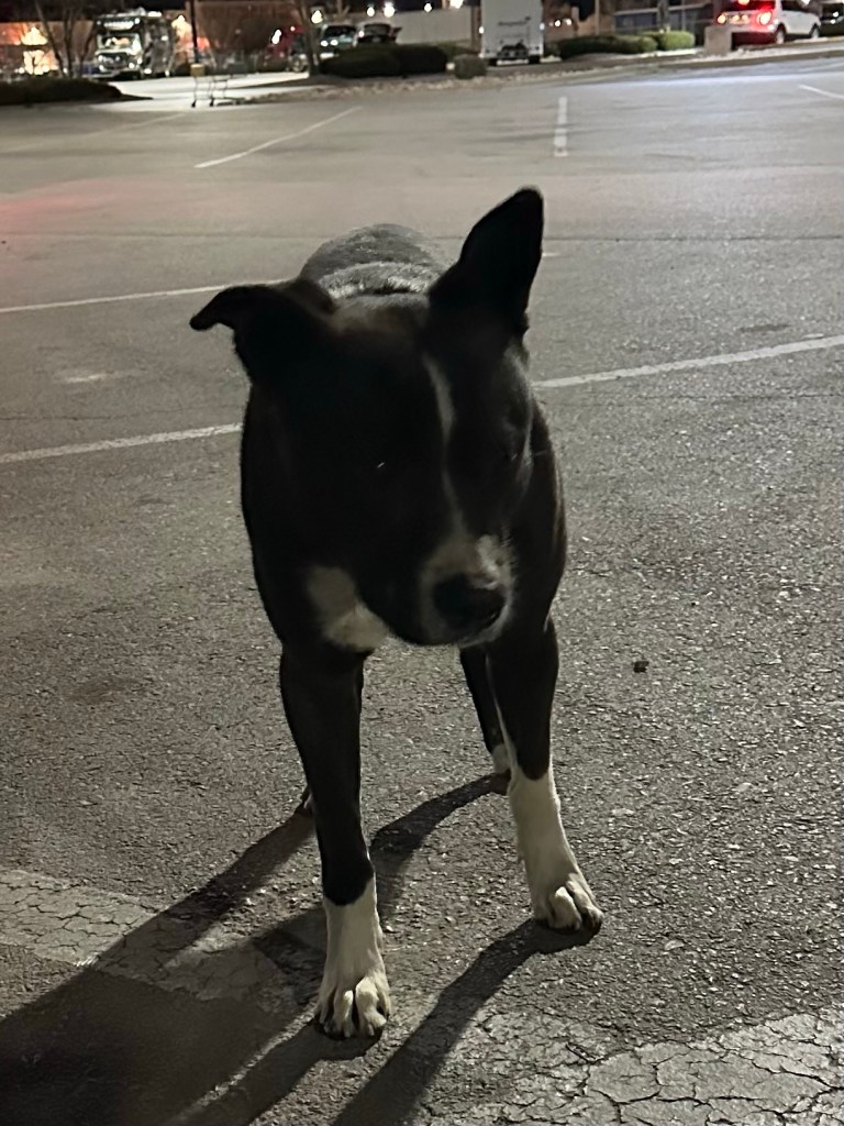 Stray dog in Gallup, New Mexico. Picture by Happy Vegan Campers.