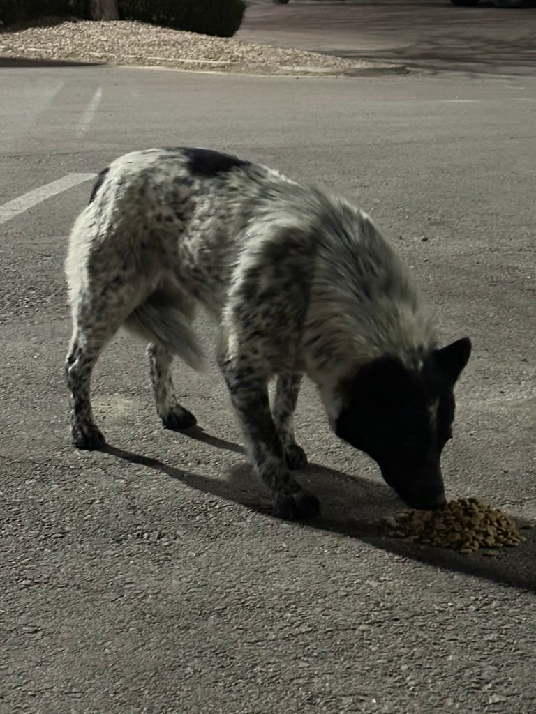 Stray dog in Gallup, New Mexico. Picture by Happy Vegan Campers.