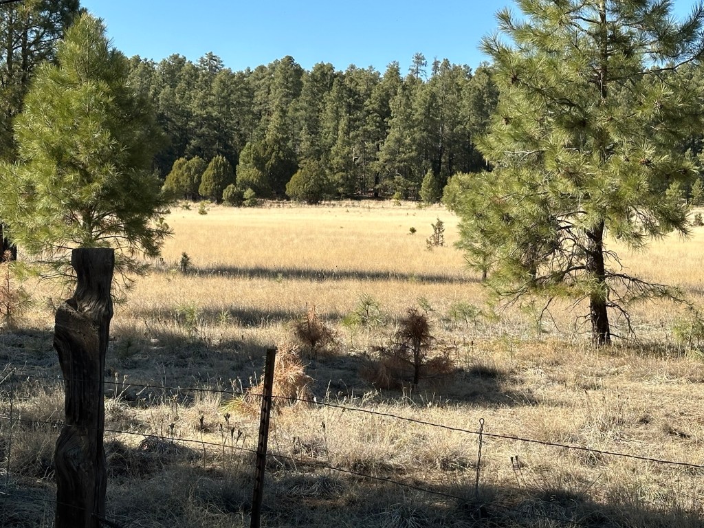 Meadow in Prescott National Forest near Mingus Hang Glider Launch in Jerome, Arizona. Picture by Happy Vegan Campers.