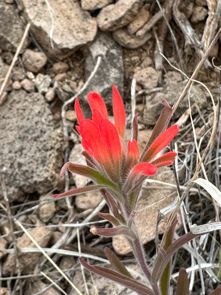 Flower at Arcosanti in Arizona. Picture by Happy Vegan Campers.