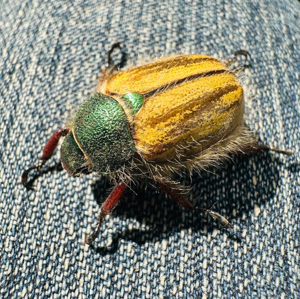 Punctate Little Bear beetle. Picture by Happy Vegan Campers.