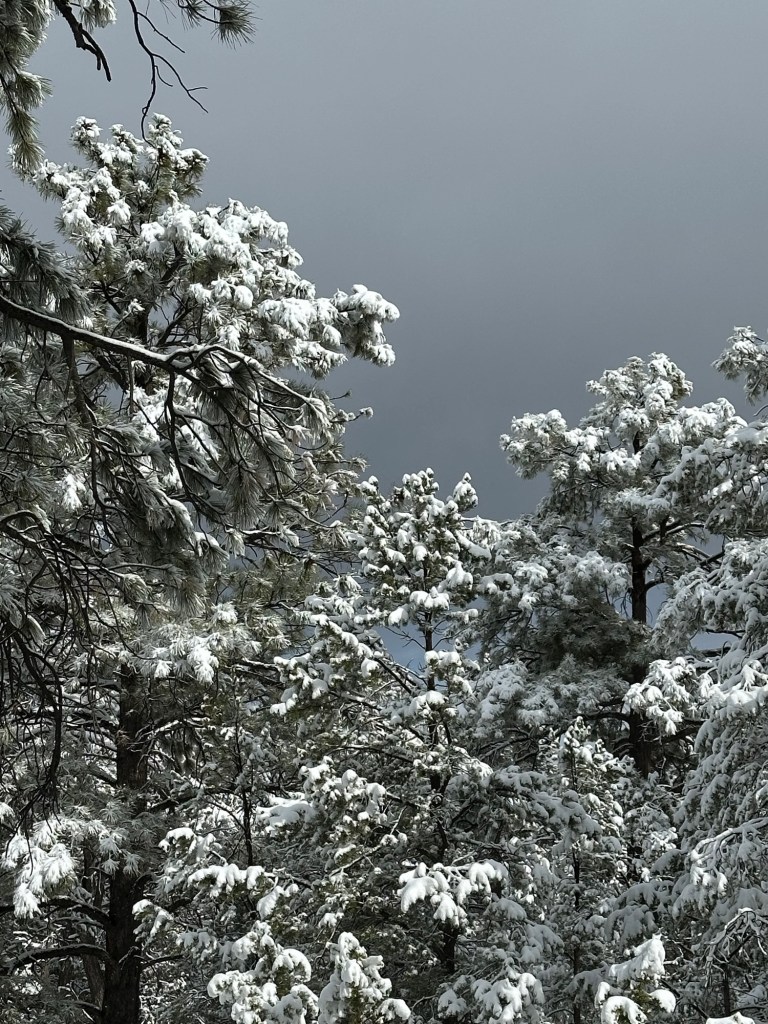 Snow on April 18, 2025 in Grand Canyon Village, Arizona. Picture by Happy Vegan Campers.