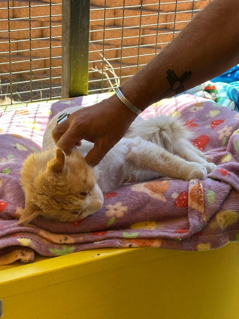 Cat at Best Friends Animal Sanctuary in Kanab, Utah. Picture by Happy Vegan Campers.
