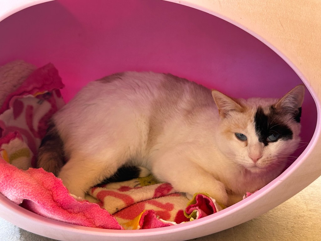 Cat at Best Friends Animal Sanctuary in Kanab, Utah. Picture by Happy Vegan Campers.