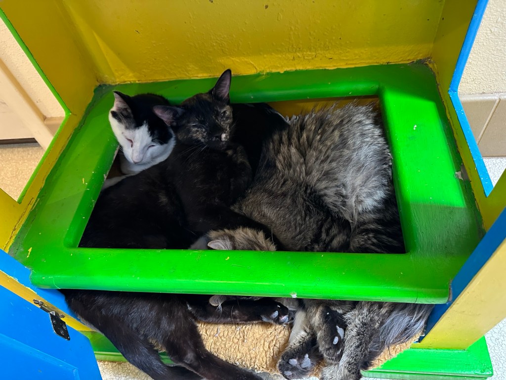 Cats at Best Friends Animal Sanctuary in Kanab, Utah. Picture by Happy Vegan Campers.