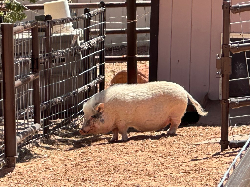Pig at Best Friends Animal Sanctuary in Kanab, Utah. Picture by Happy Vegan Campers.