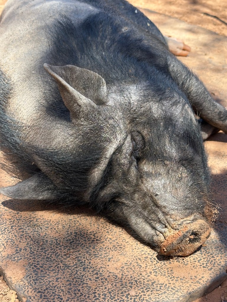 Pig at Best Friends Animal Sanctuary in Kanab, Utah. Picture by Happy Vegan Campers.