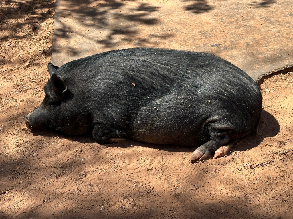 Pig at Best Friends Animal Sanctuary in Kanab, Utah. Picture by Happy Vegan Campers.