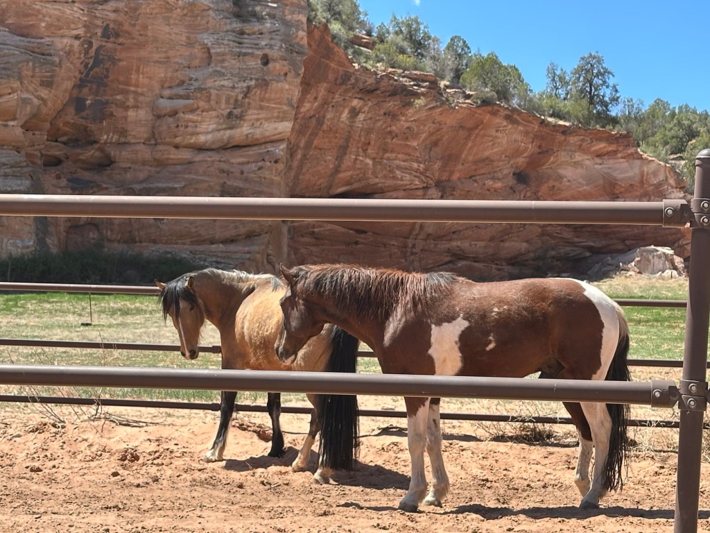 Horses at Best Friends Animal Sanctuary in Kanab, Utah. Picture by Happy Vegan Campers.