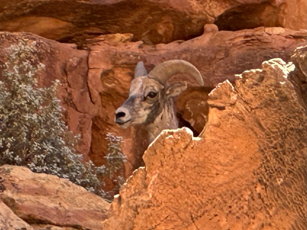 Bighorn sheep at Capital Reef National Park in Torrey, Utah. Picture by Happy Vegan Campers.