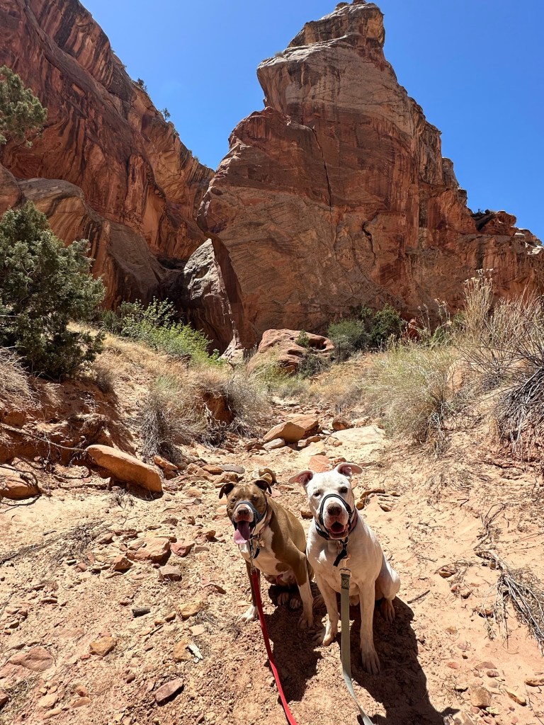 Peter and Marcel at Capital Reef National Park in Torrey, Utah. Picture by Happy Vegan Campers.