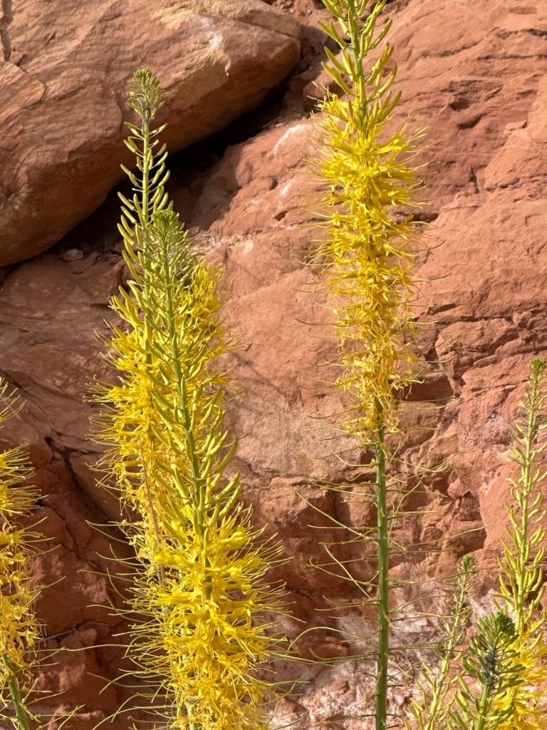 Wildflowers in Moab, Utah. Picture by Happy Vegan Campers.