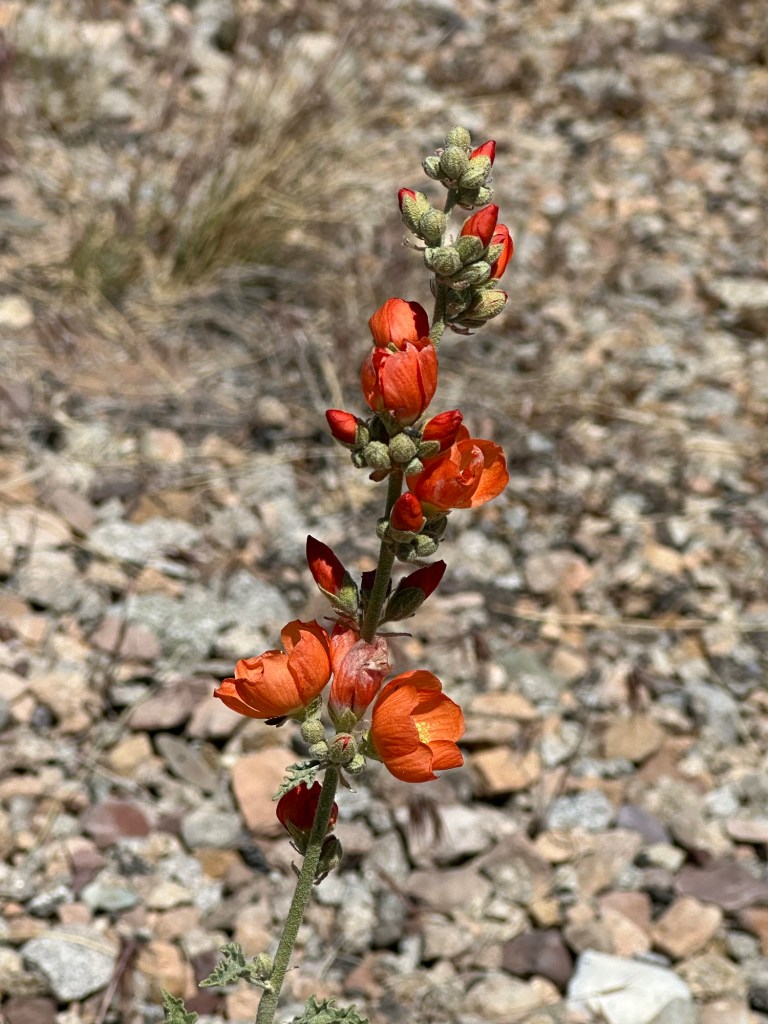 Wildflowers in Moab, Utah. Picture by Happy Vegan Campers.